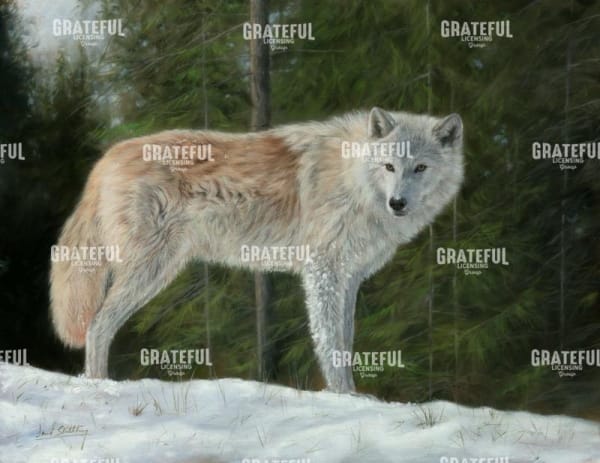 Grey Wolf in Snow