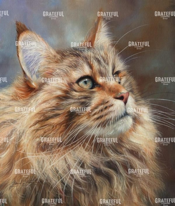 Maincoon cat
