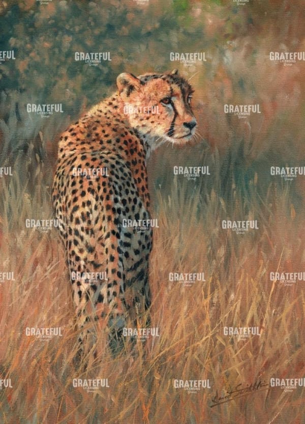 Cheetah in field