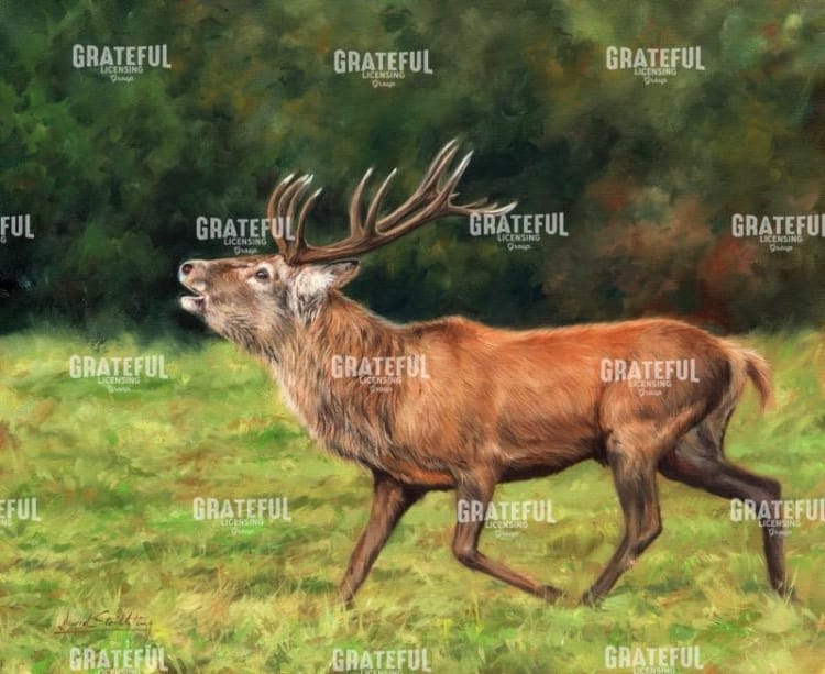 Red Deer stag running