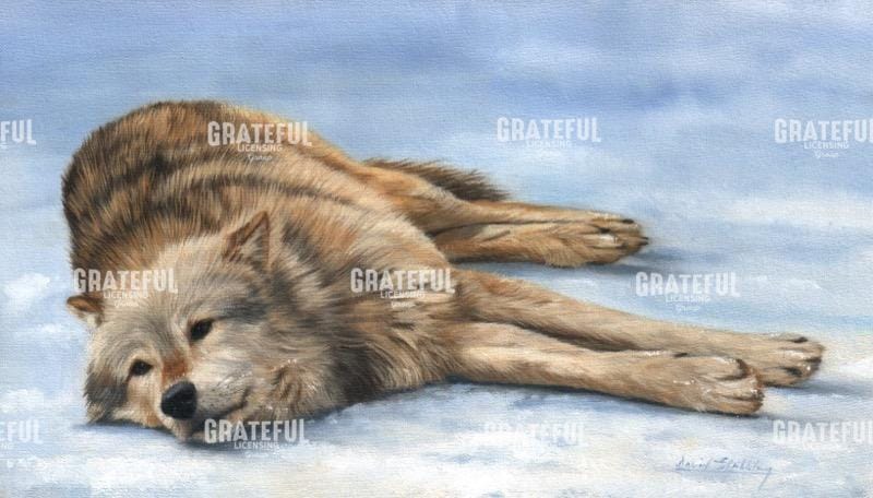 WOLF LAYING IN SNOW