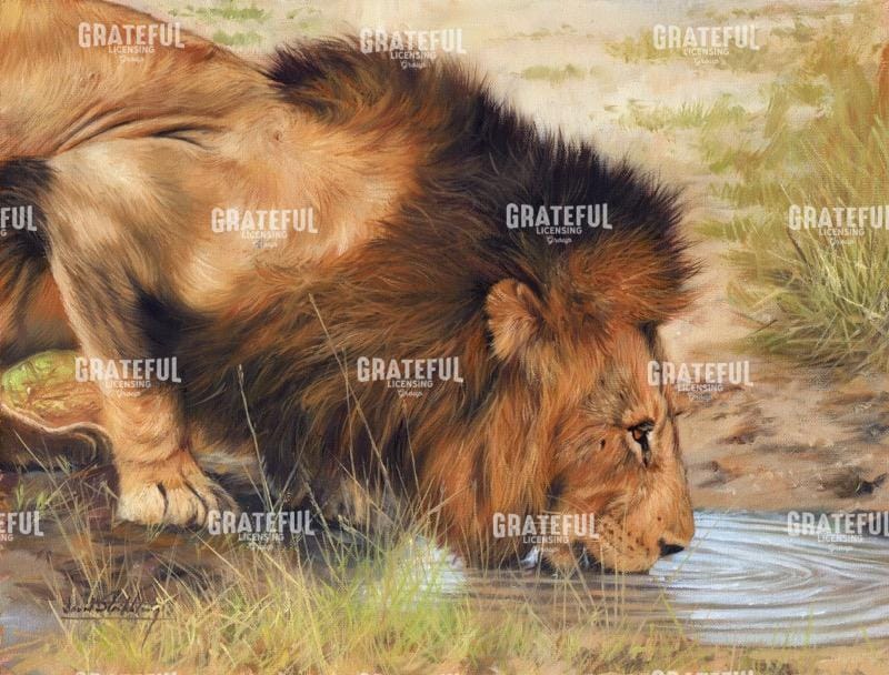 Lion drinking
