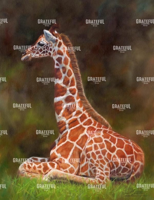 giraffe resting
