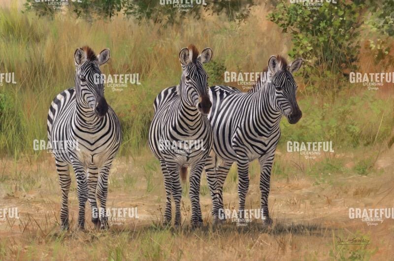 Three Zebras South Luangwa