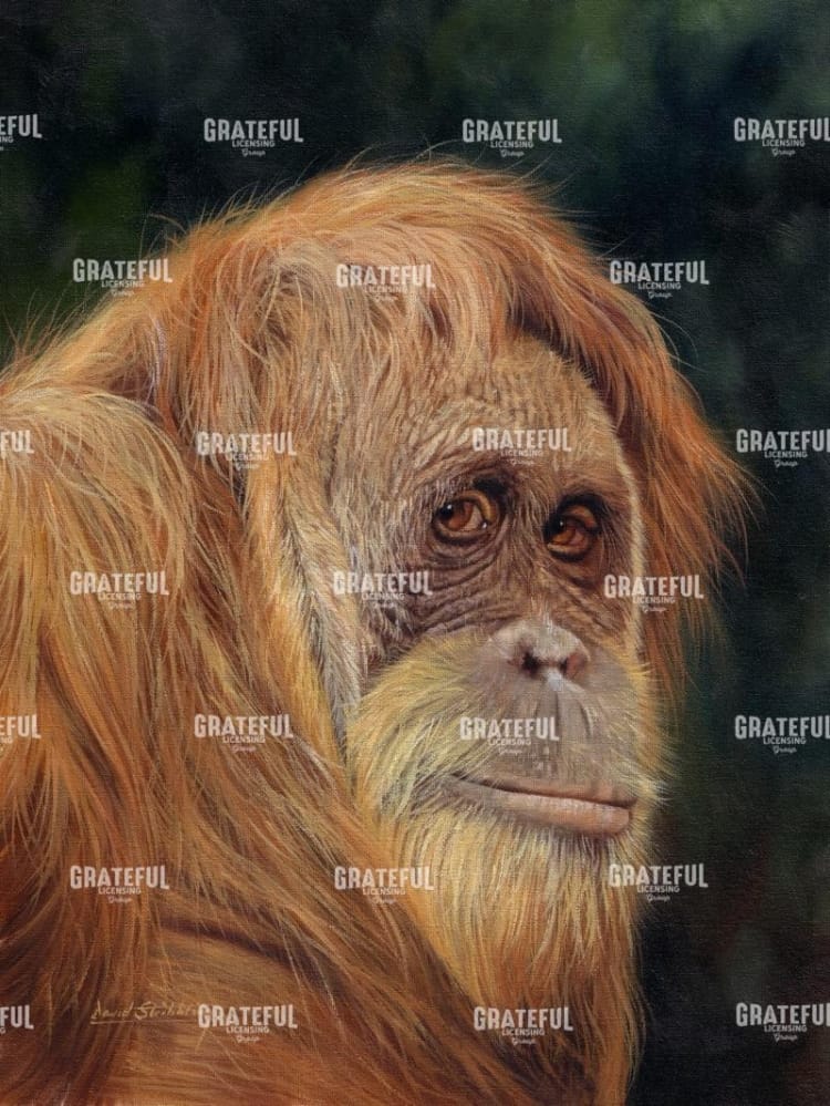 Orangutan