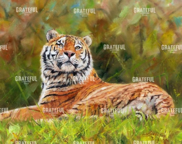 tiger study 12