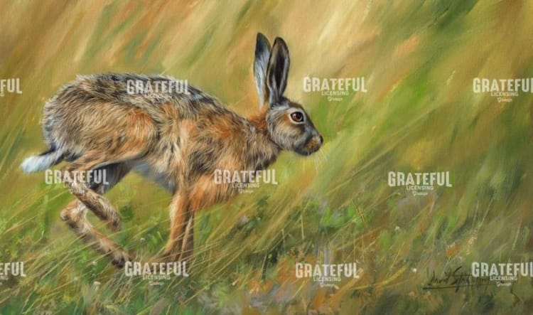 Hare running