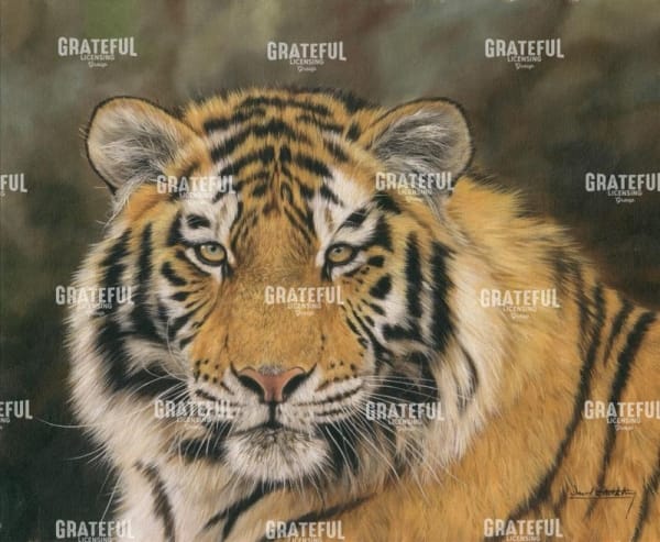 amur tiger portrait