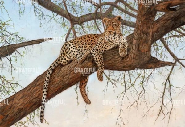 leopard in tree