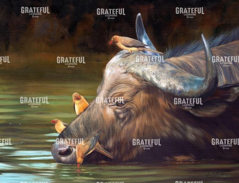 buffalo and oxpeckers