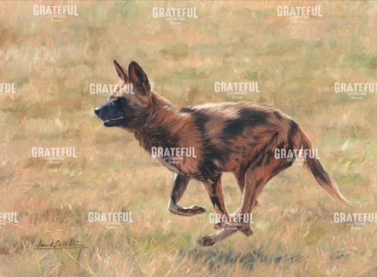 African Wild Dog Running