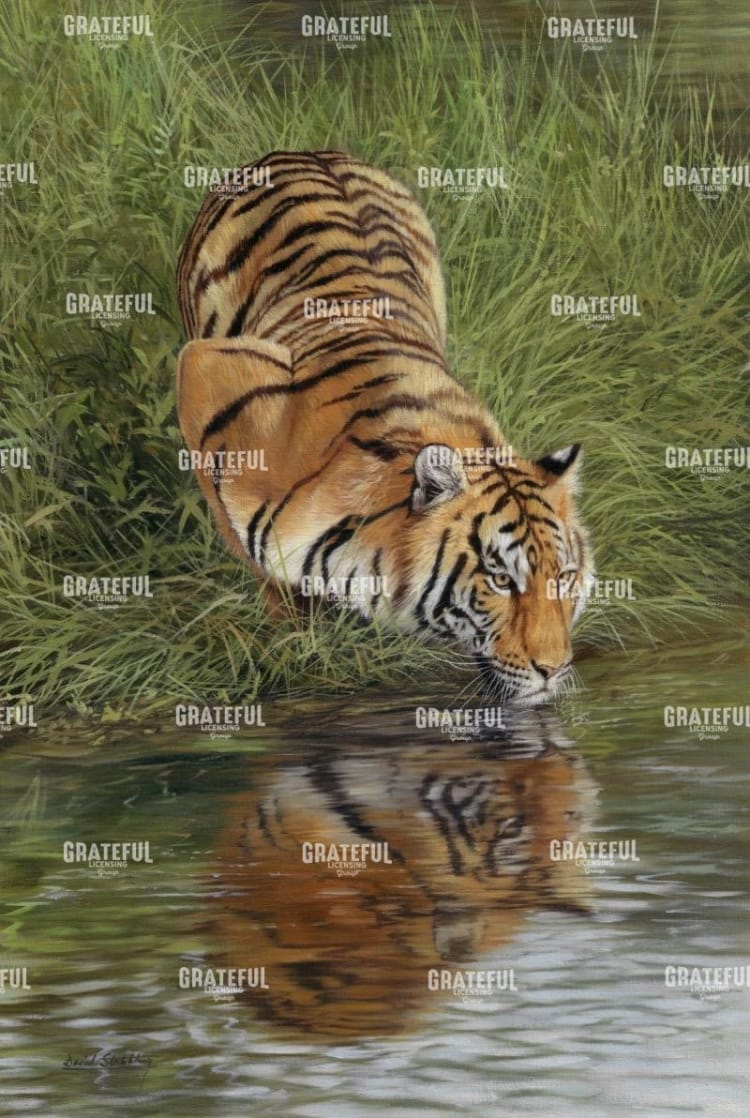 tiger at waters edge