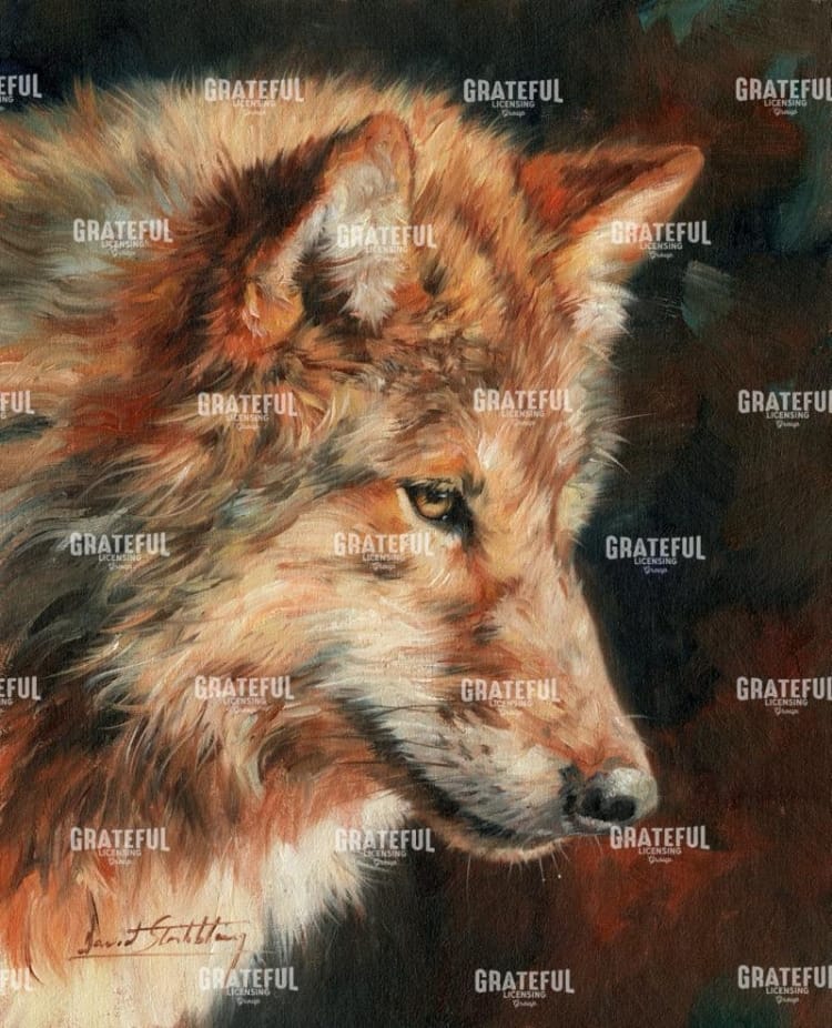 Grey Wolf Portrait