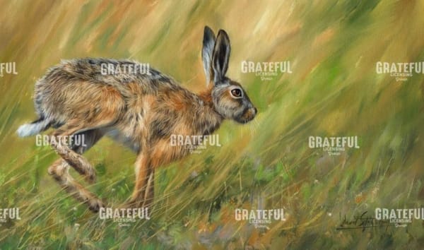 Wild Hare Running