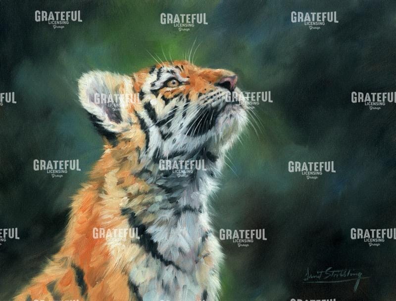 TIGER CUB LOOKING UP