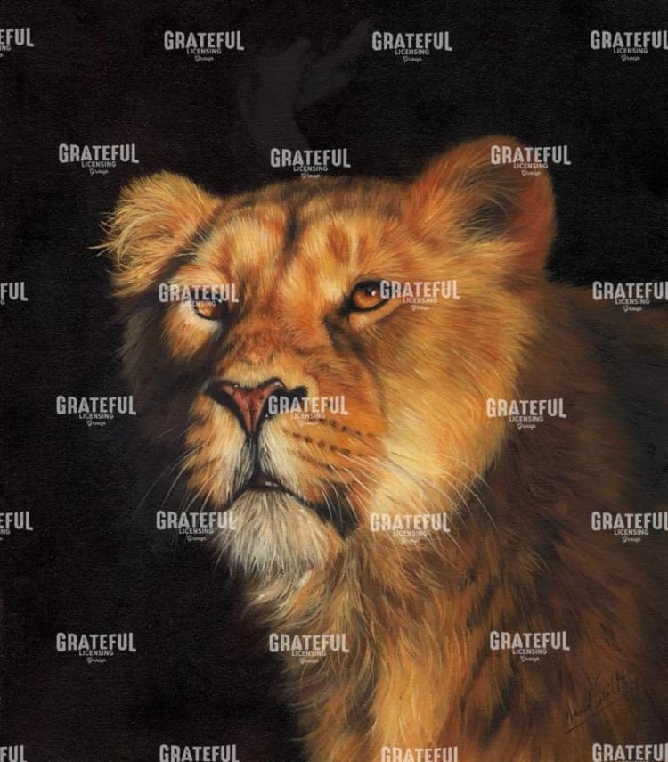 Study of a lioness