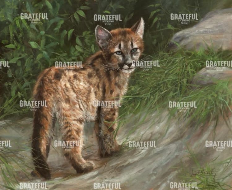 Cougar Cub
