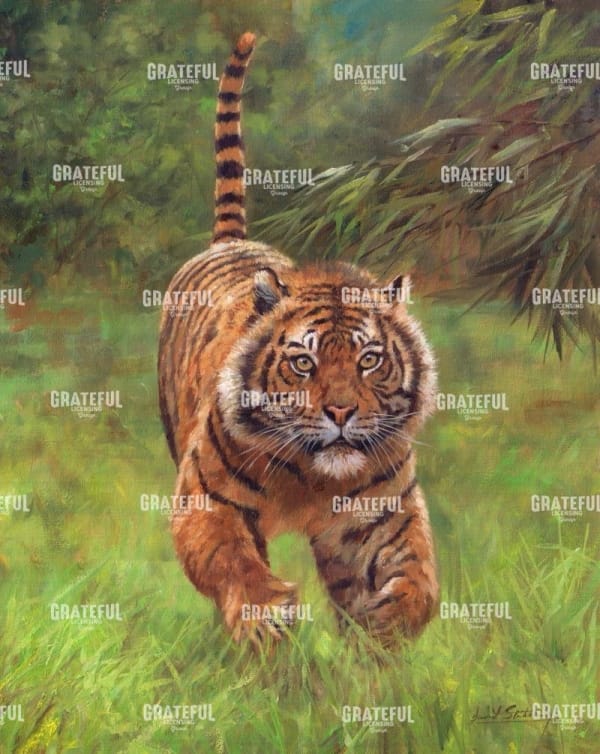 Sumatran Tiger Running