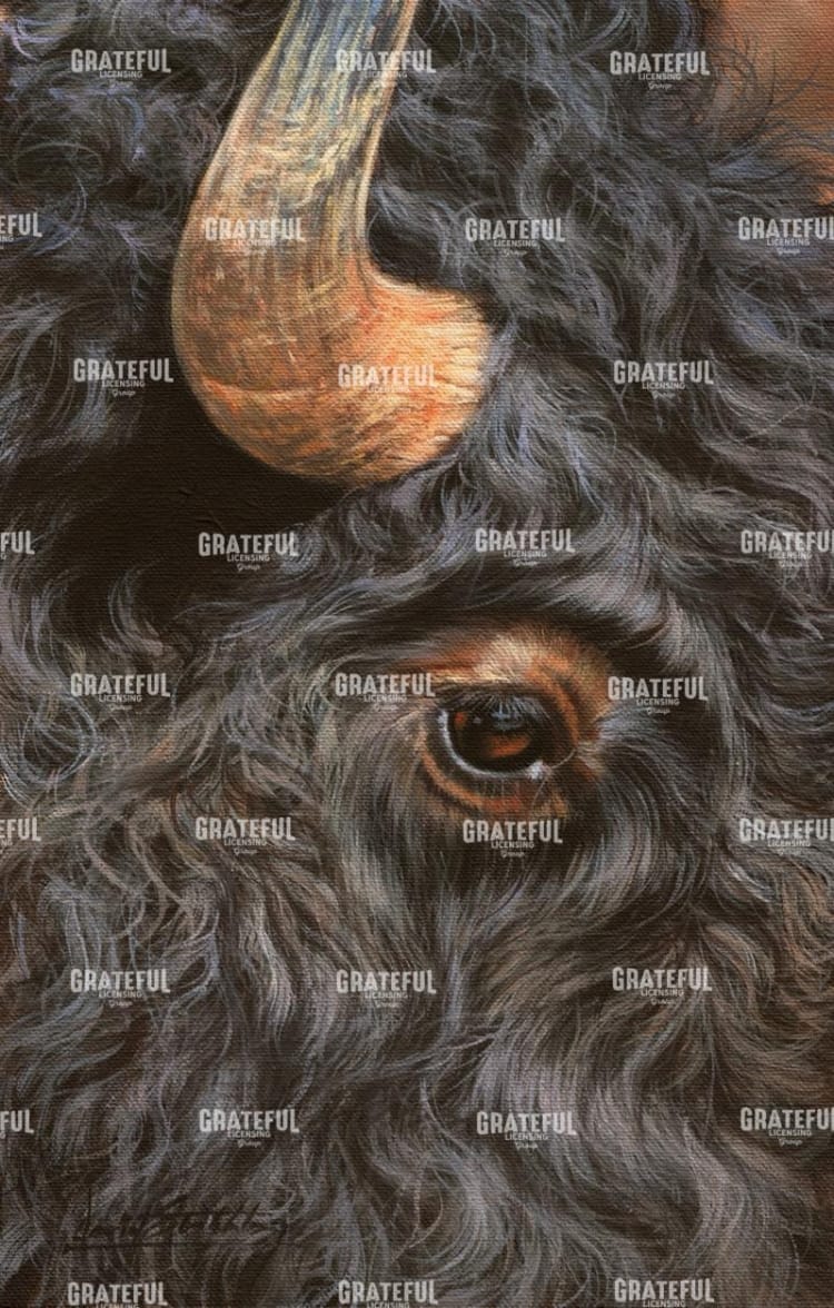 Bison Close up