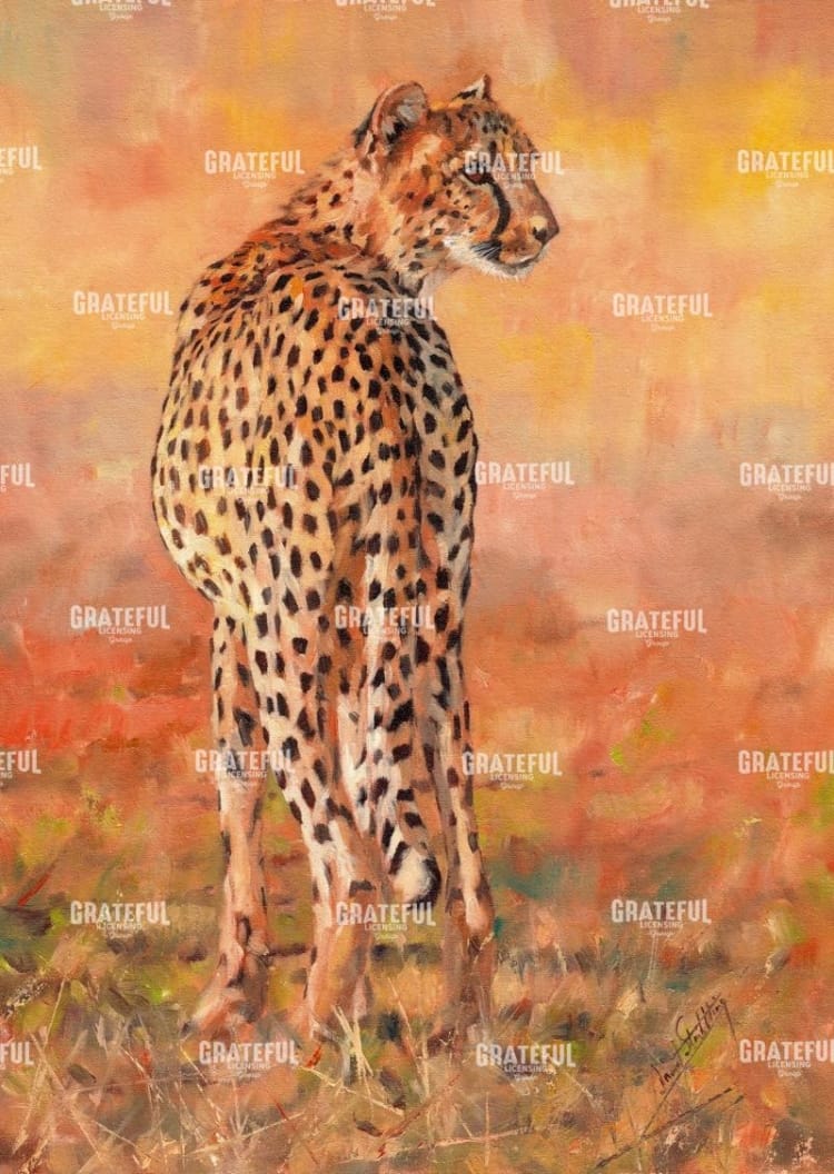 cheetah midday sun