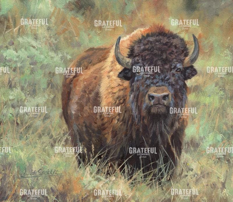 Bison