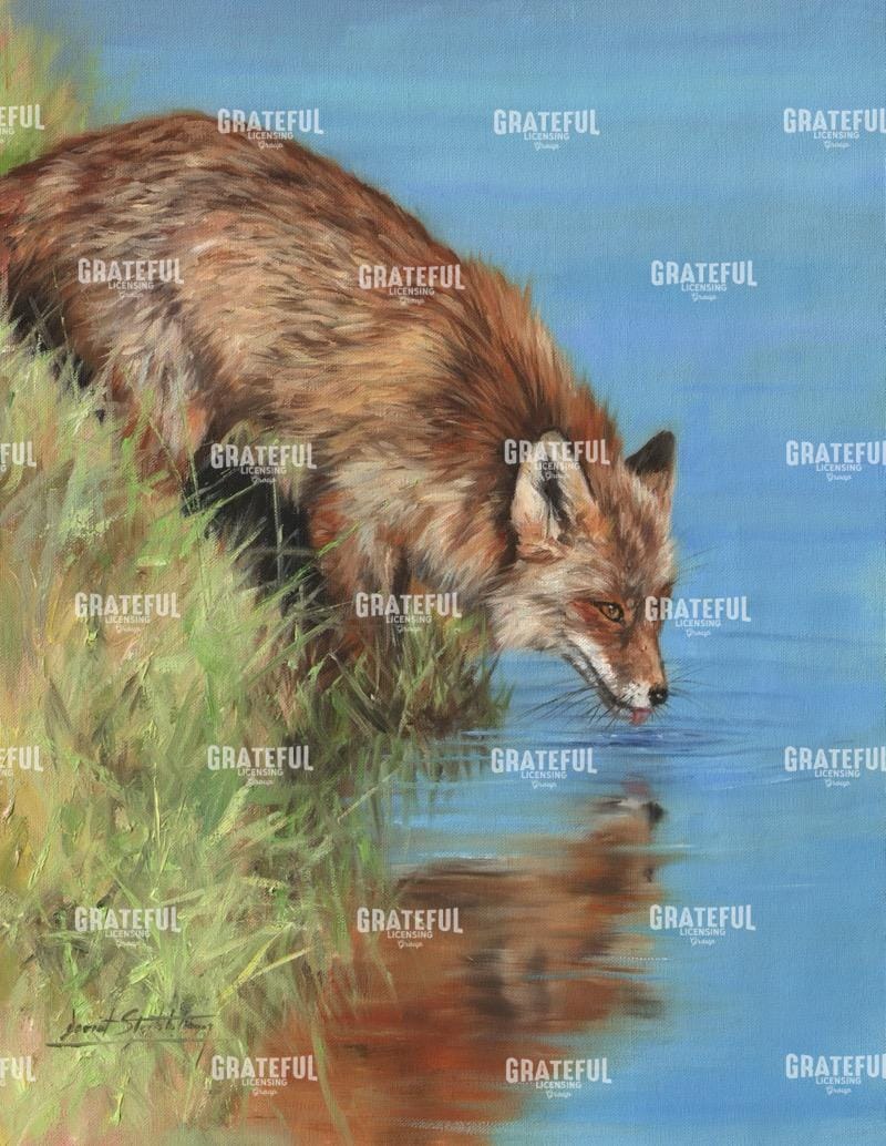 fox drinking