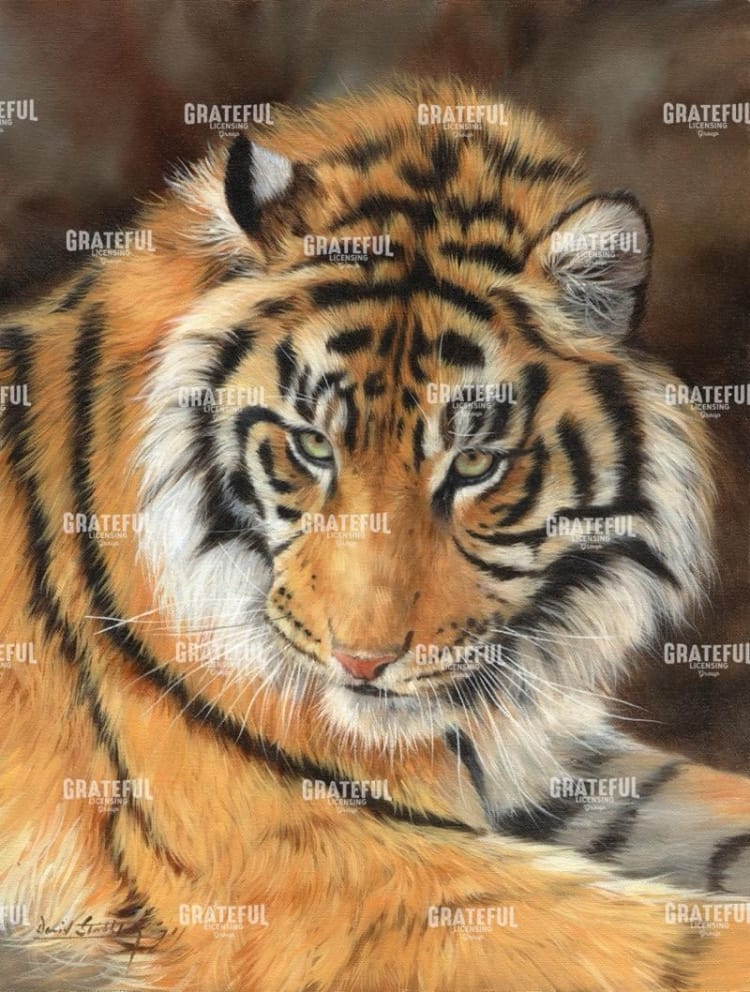 tiger 10