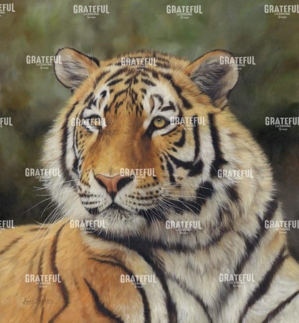 tiger portrait 6