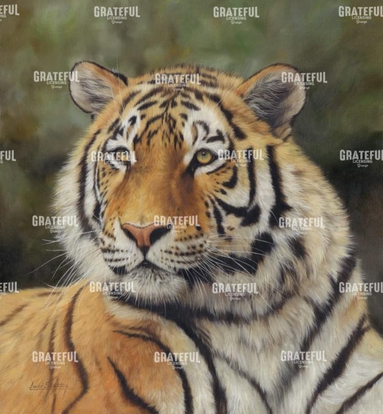 tiger portrait 6