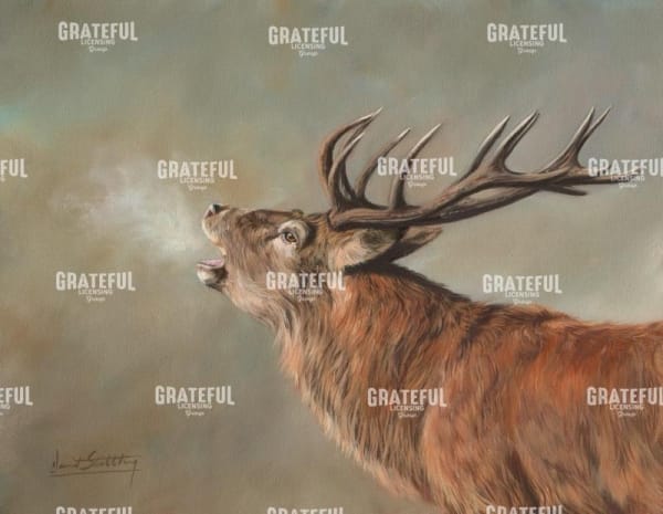 Red Deer Stag