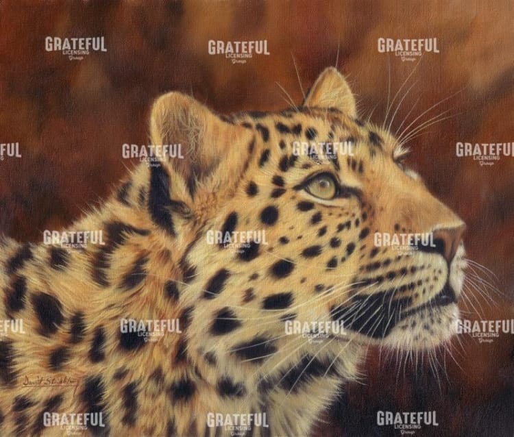 Leopard portrait looking up right
