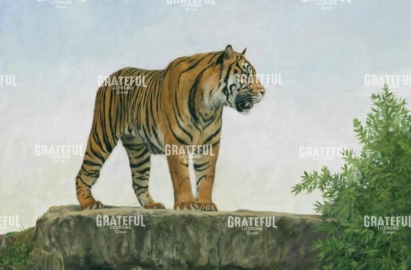 tiger 11