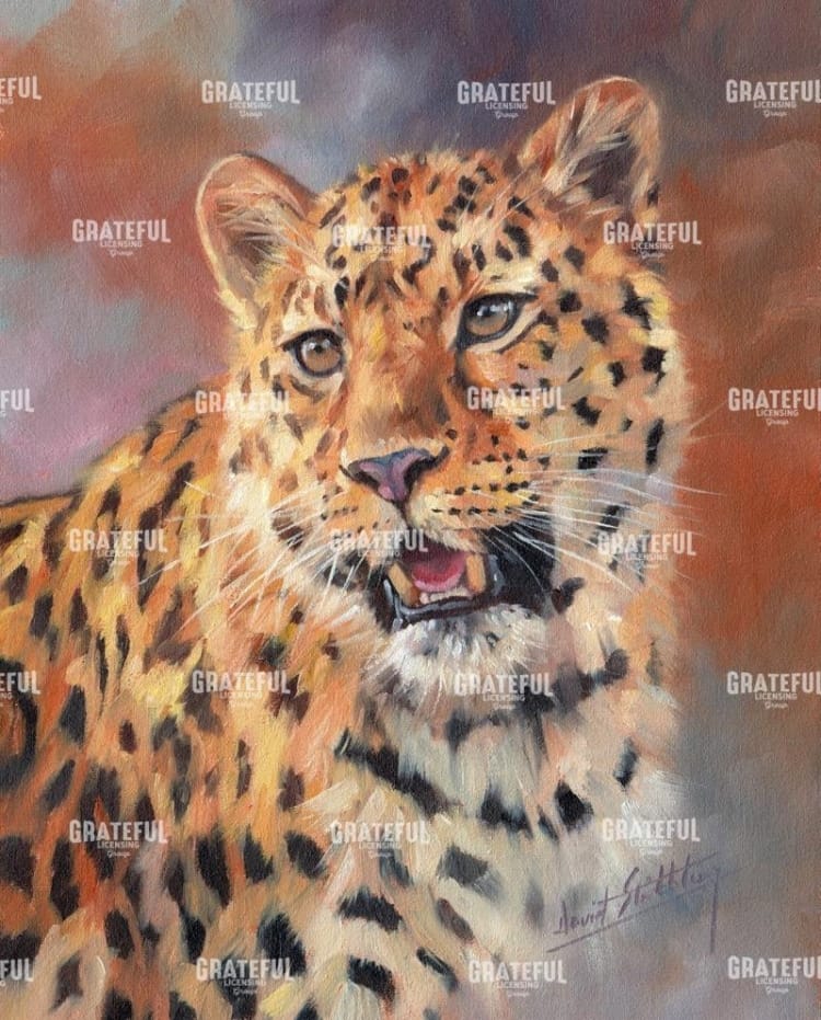 Leopard gaze