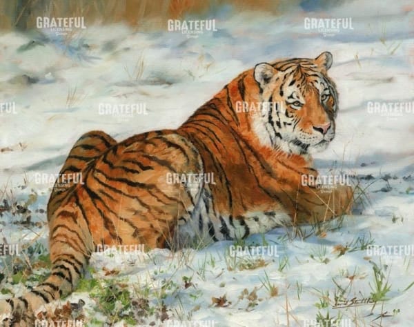 Tiger in Snow