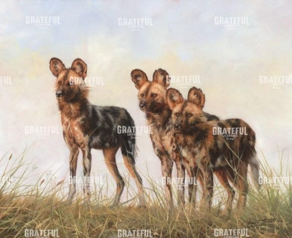3 African Wild Dogs