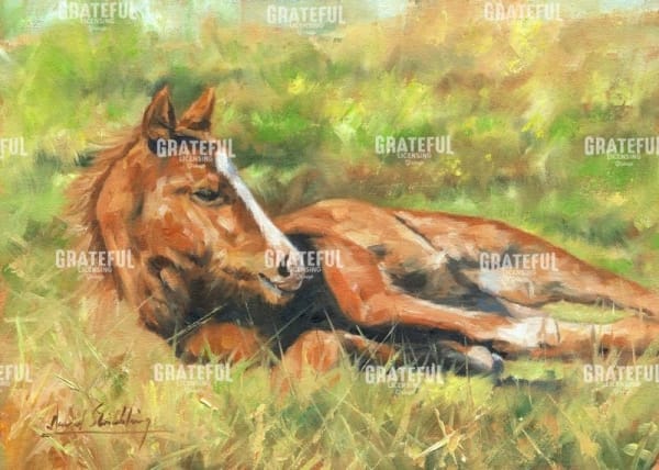 foal laying down