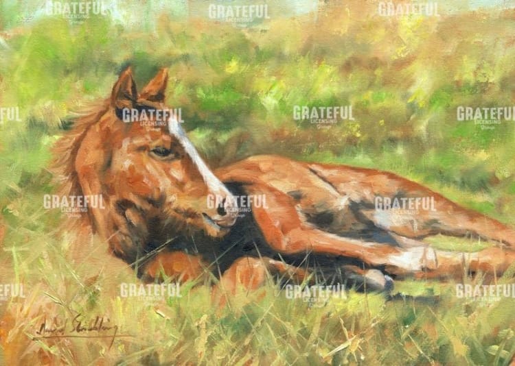foal laying down