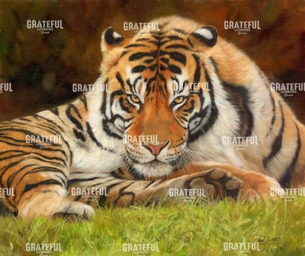 Tiger Stare