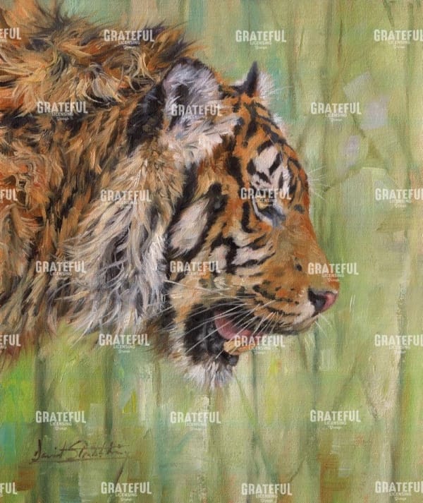 Amur Tiger Profile
