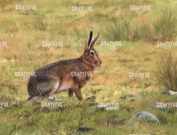 Wild Hare