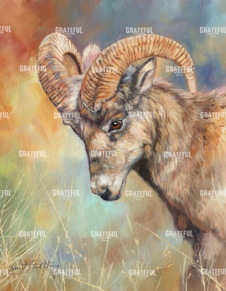 Mountain Goat
