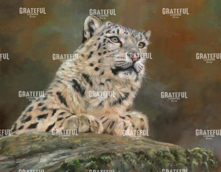 snow leopard rock
