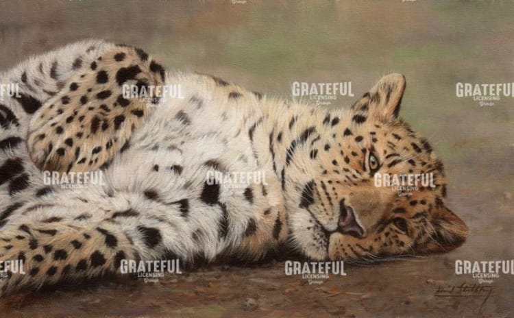 Resting Leopard