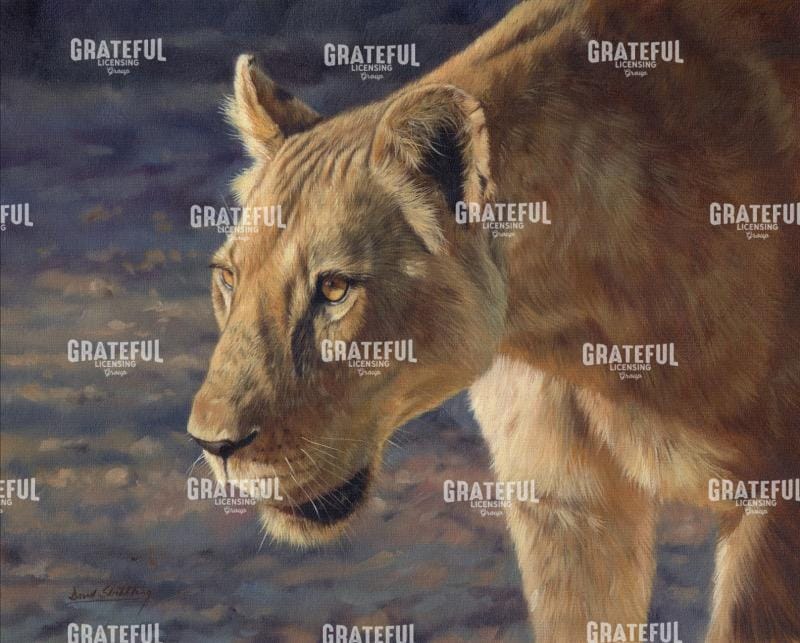 Lioness South Luangwa