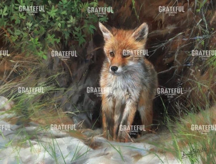 Young Red Fox