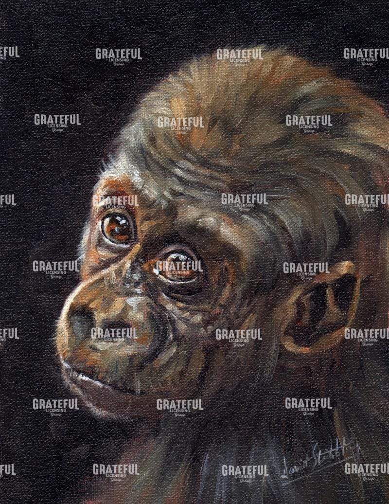 Baby Gorilla