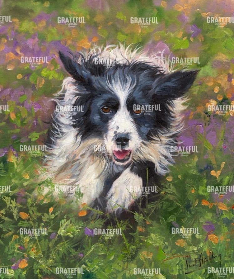 Border Collie