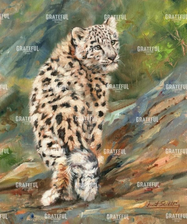 Snow Leopard Cub
