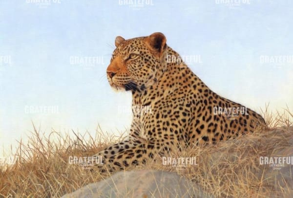Leopard laying rock grass