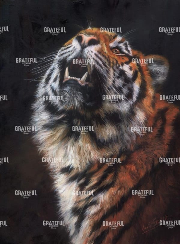 Tiger Looking Up